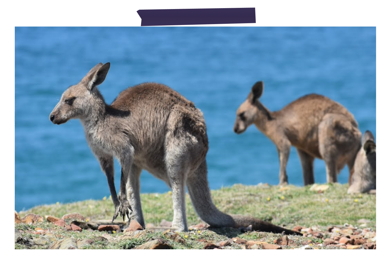 Kangaroo in Australia