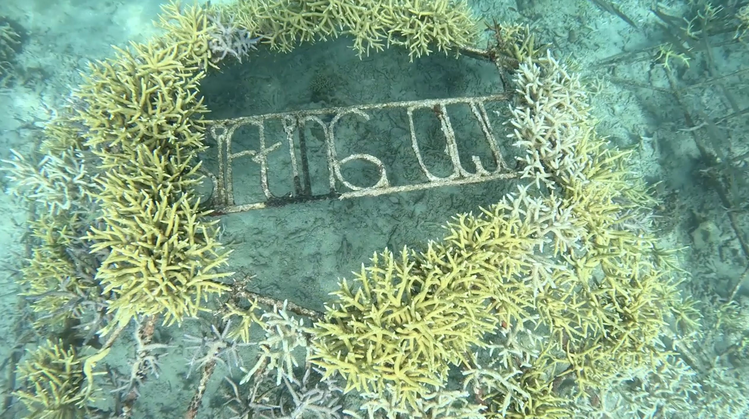 Coral Update 2026
