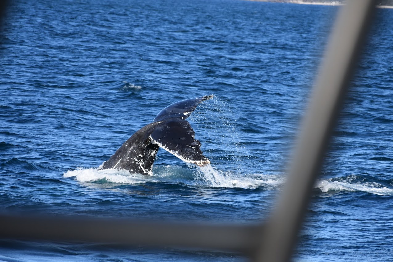 Pisces Gifts Whale Watching