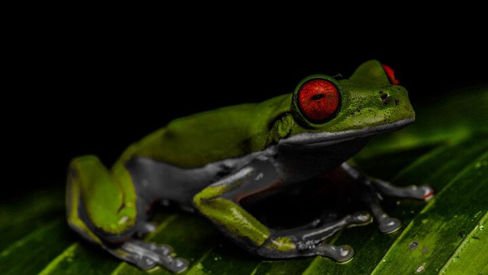 Night Walk Tour Monteverde