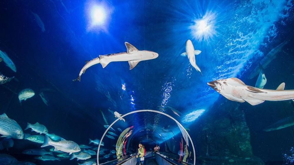 San Francisco Aquarium of the Bay General Admission Ticket