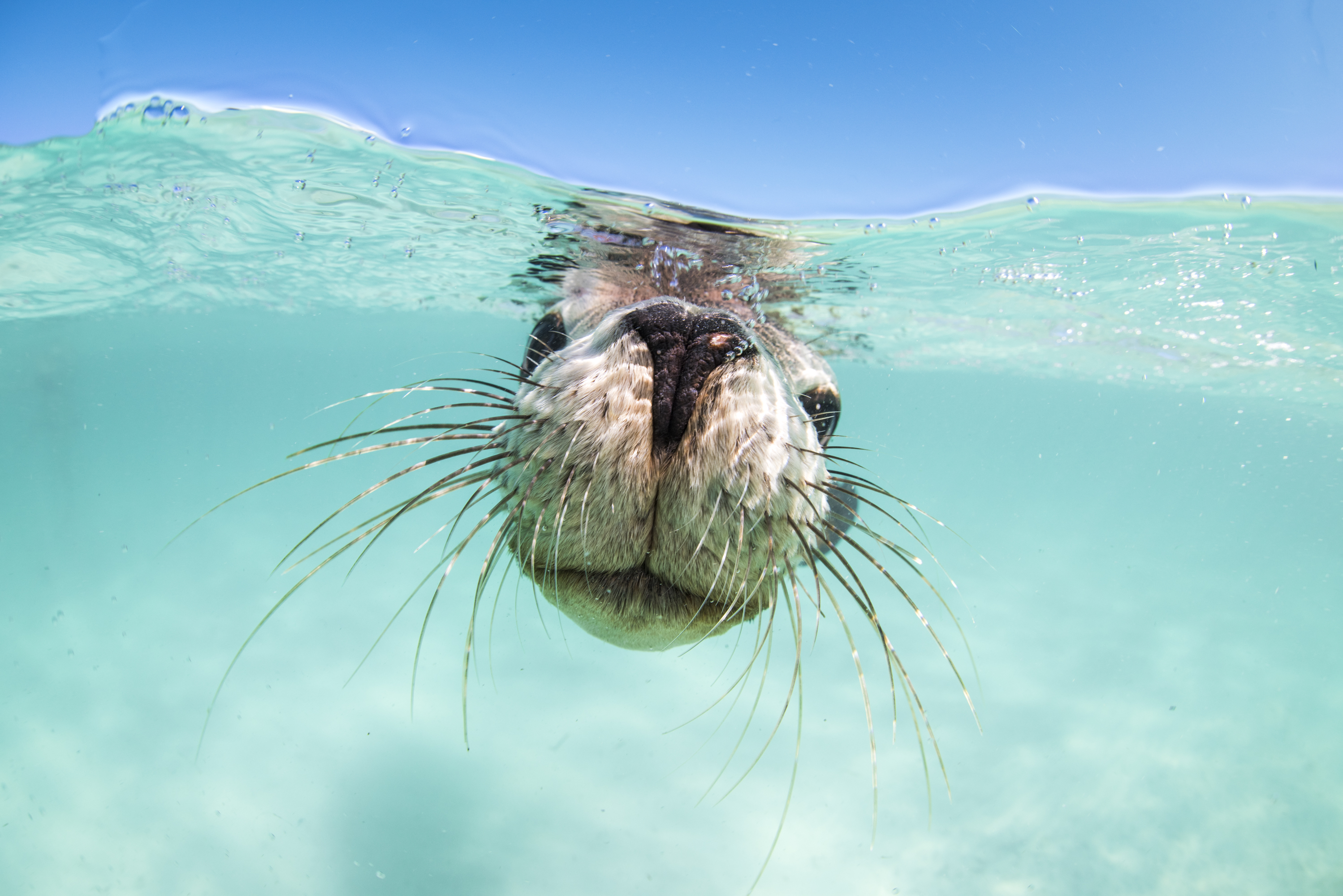 Snorkel With Sea Lions in Jurien Bay Western Australia