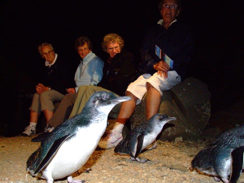 Low Head Penguin Tour