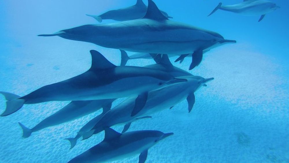 Dolphin House Sataya Reef Snorkeling Full-Day Trip with Lunch