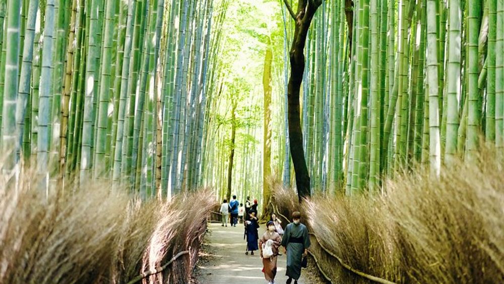 Arashiyama Walking Tour - Bamboo Forest, Monkey Park & Secrets