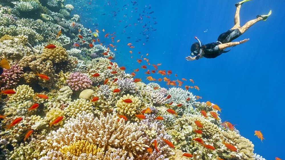 Ras Abu Gallum & Blue Hole Snorkel Safari by Jeep and camel
