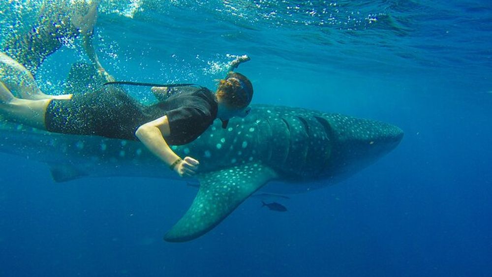 Whale Shark Snorkeling Experience from Cancun and Riviera Maya