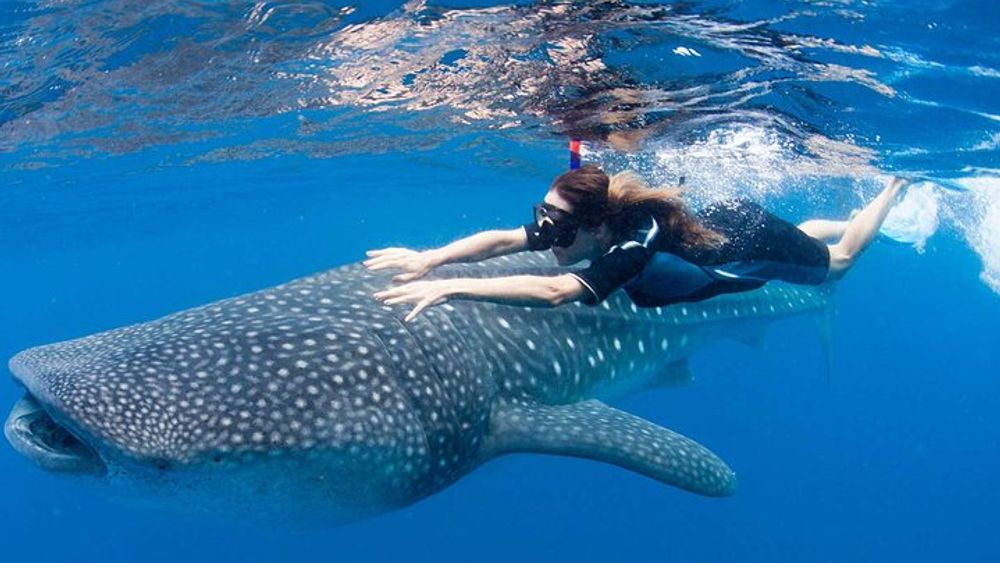 Swim with whale sharks from Cancun, Tulum or Playa del Carmen