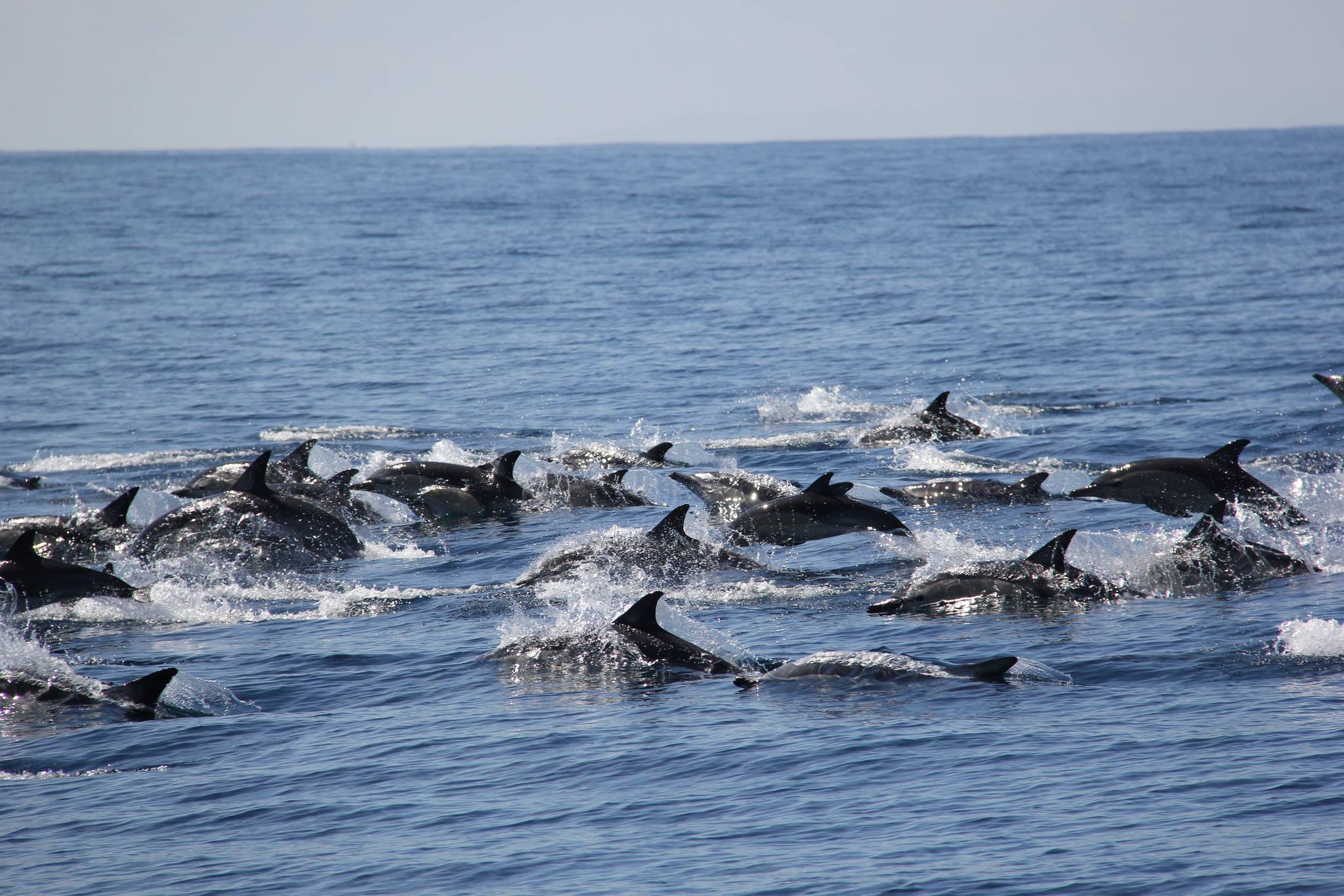 Dolphin Swimming and Watching