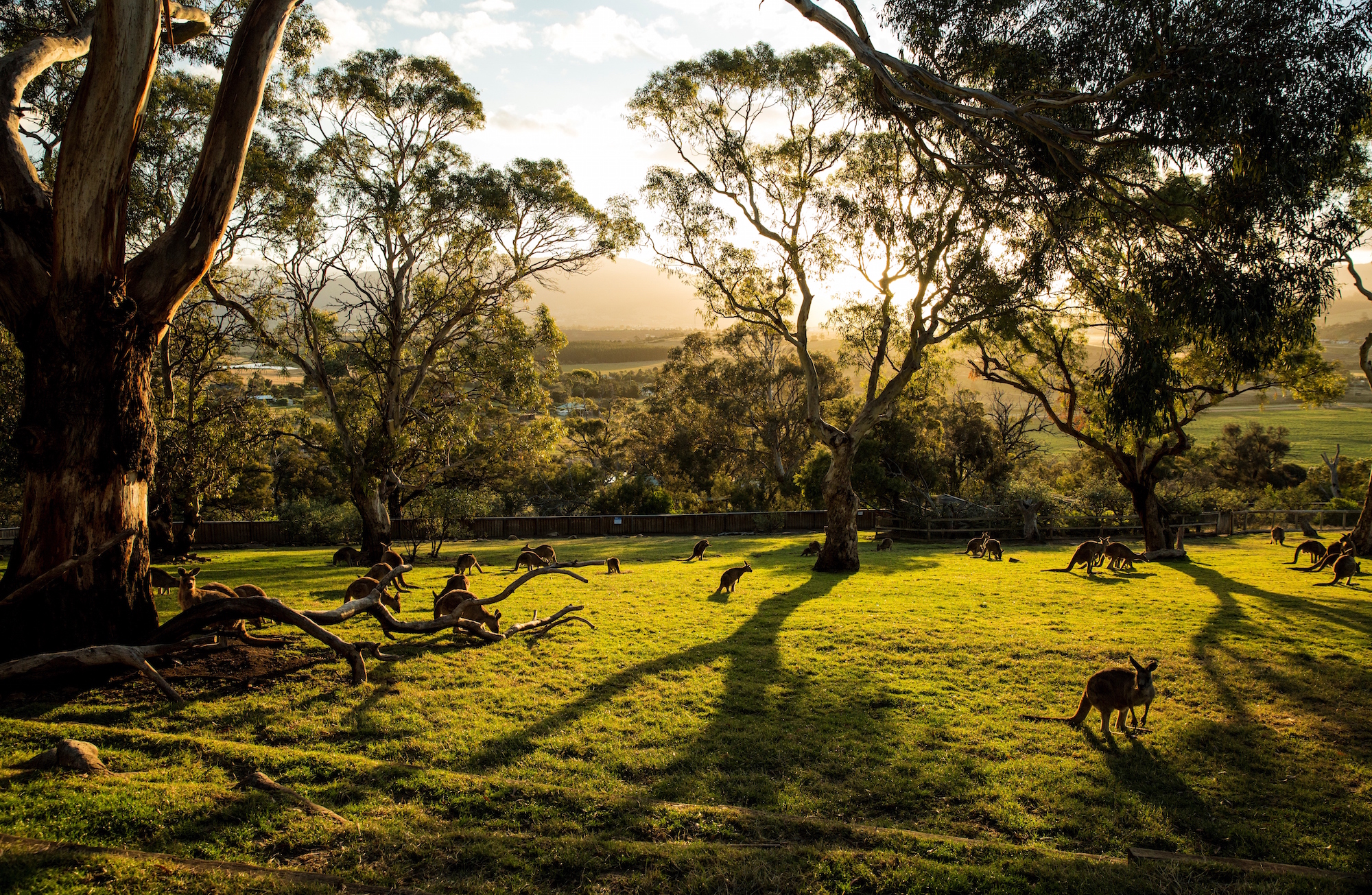 5 of Hobart's best attractions in one day