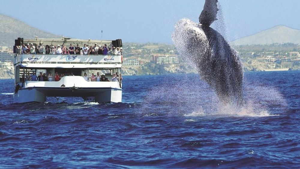 Cabo San Lucas Whale Watching Breakfast Cruise with Mimosas