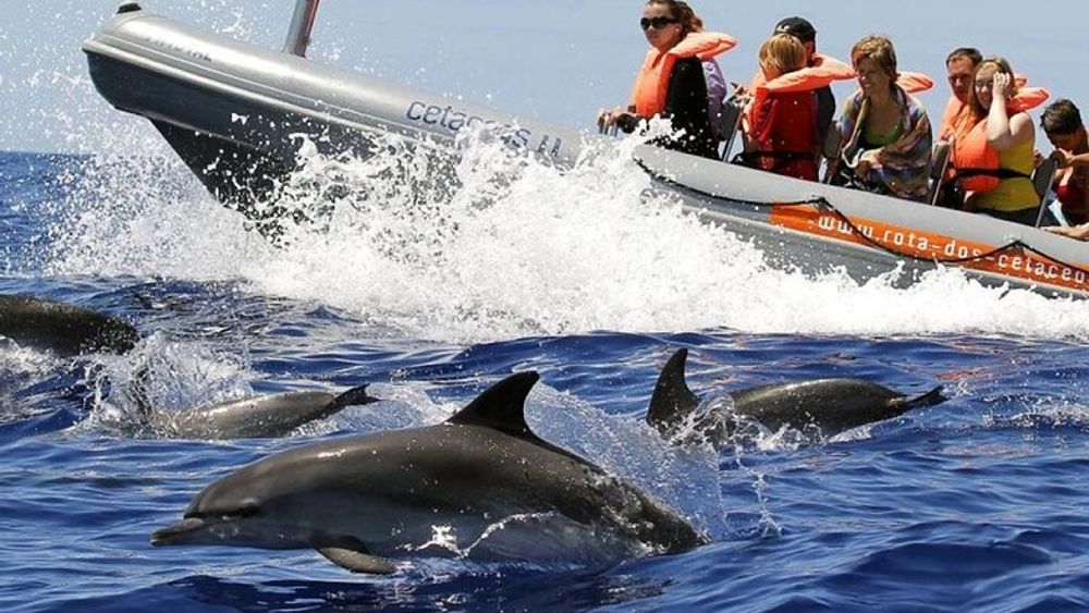 Whale and Dolphin Watching Tour from Funchal