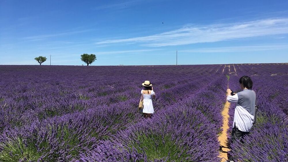4-Hour Lavender Fields Tour in Valensole from Aix-en-Provence