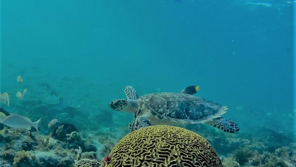 Cancun Small-Group Isla Mujeres Catamaran Snorkel Tour