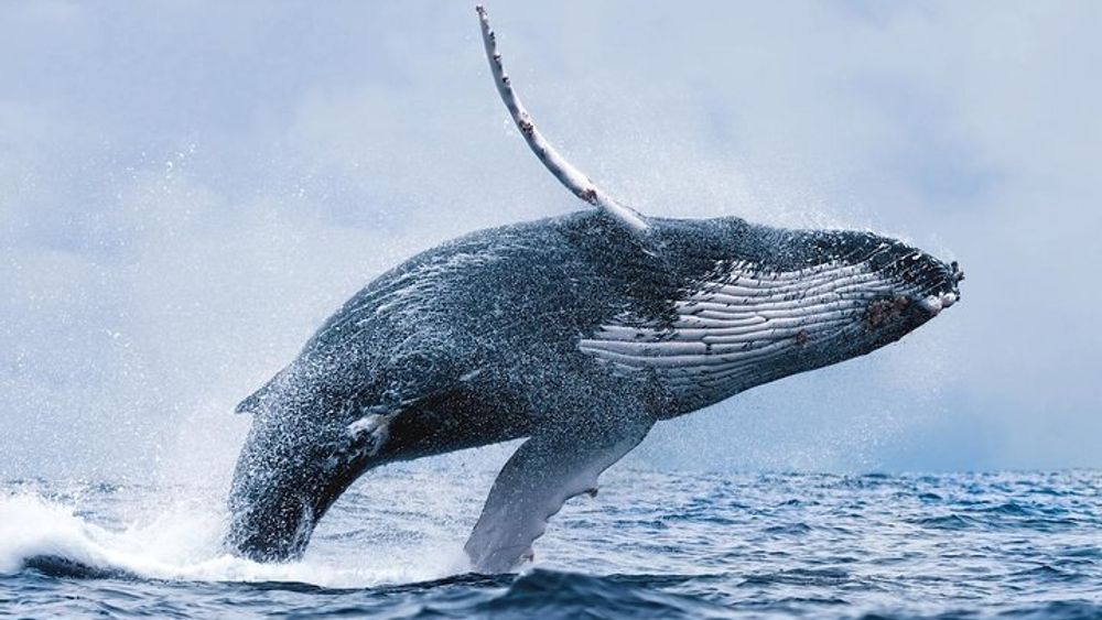 Whale Watching Tour from Reykjavik