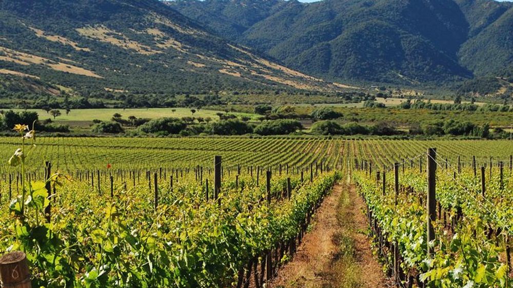 Colchagua Valley Wine Tour from Santiago with Lunch Option