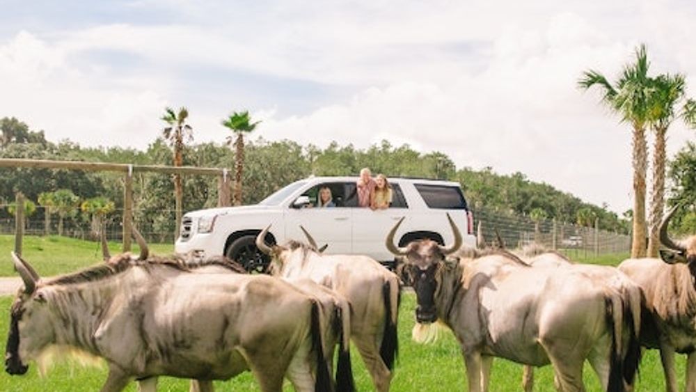 Wild Florida Drive-Thru Safari Park Admission