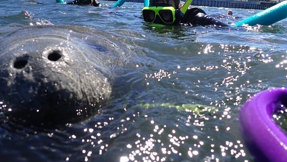 Crystal River Private Manatee Snorkeling Tour with Photos