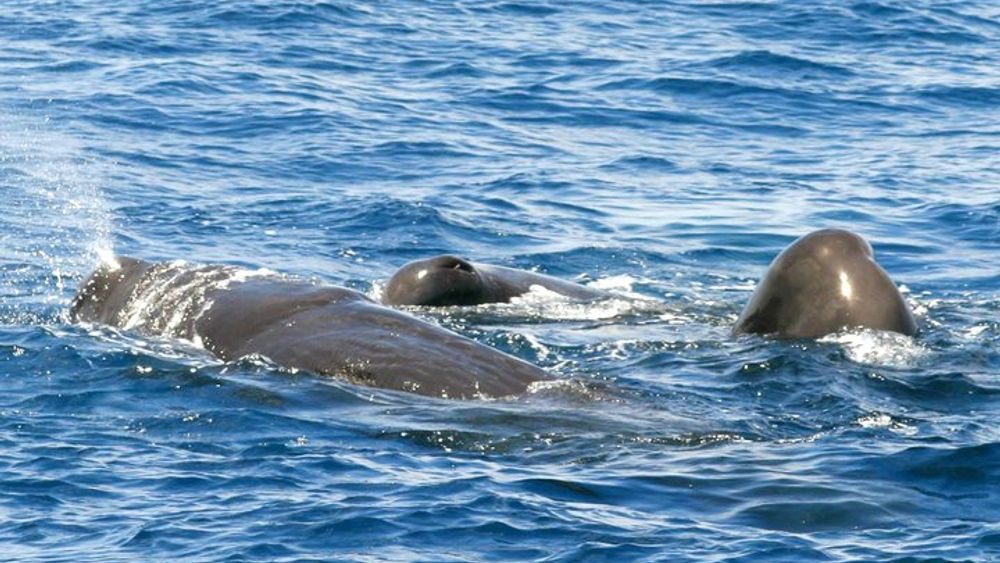 St Lucia Half-Day Whale and Dolphin Watching Cruise