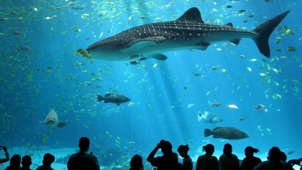 Bangkok SEA LIFE Ocean World Admission Ticket