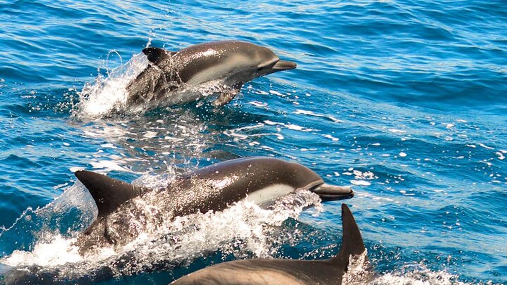 Dolphin-Watching in Marina de Lagos