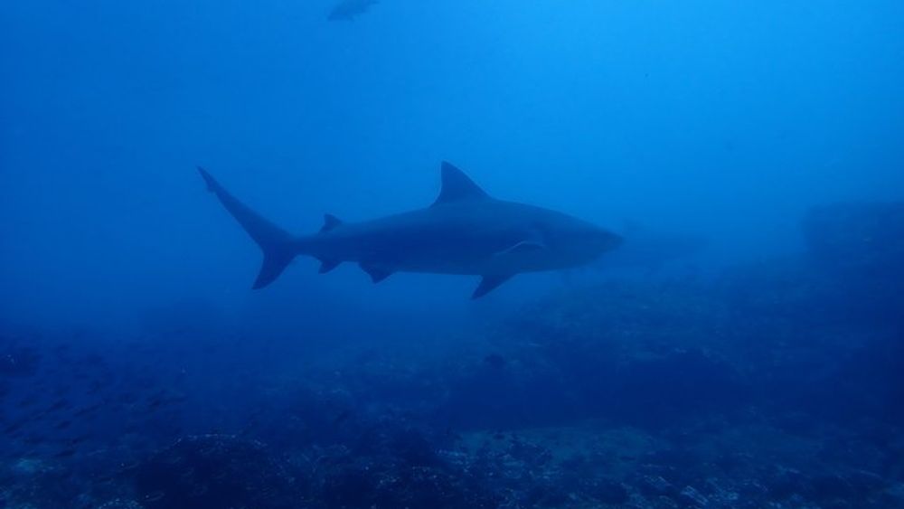 Bat Island Tamarindo Bull Shark Dive