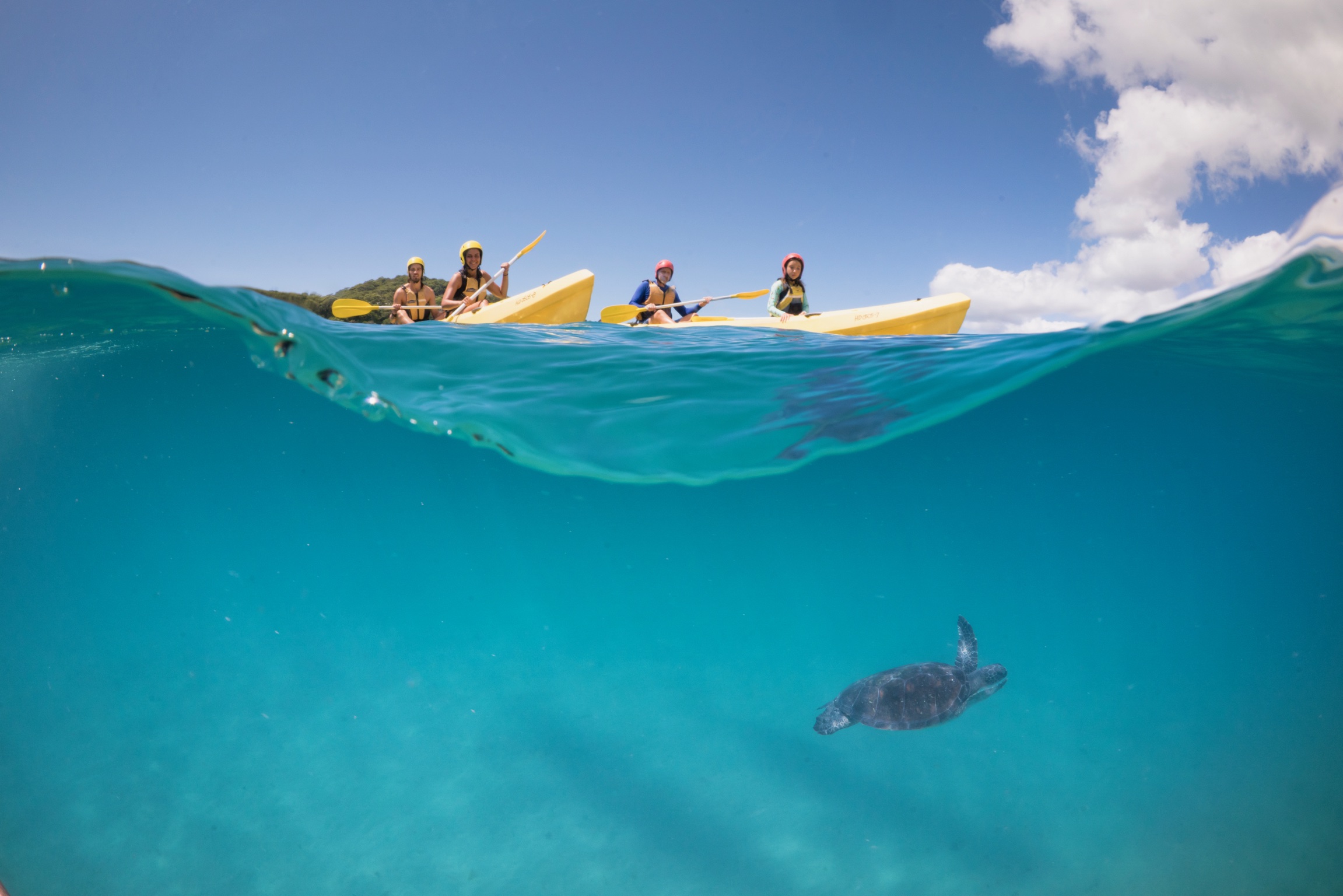 Kayak with the Dolphins