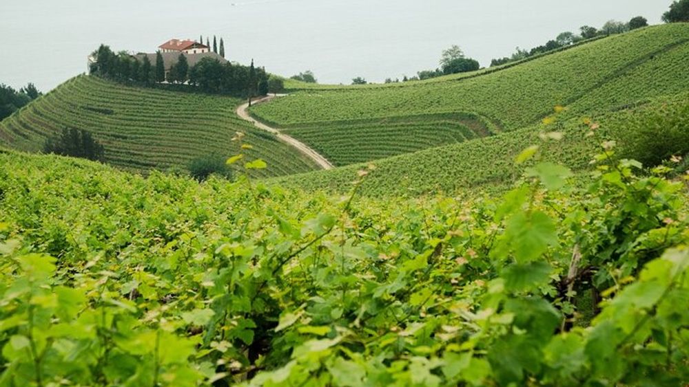 Basque Country Wine and Cheese Tasting Tour from San Sebastián