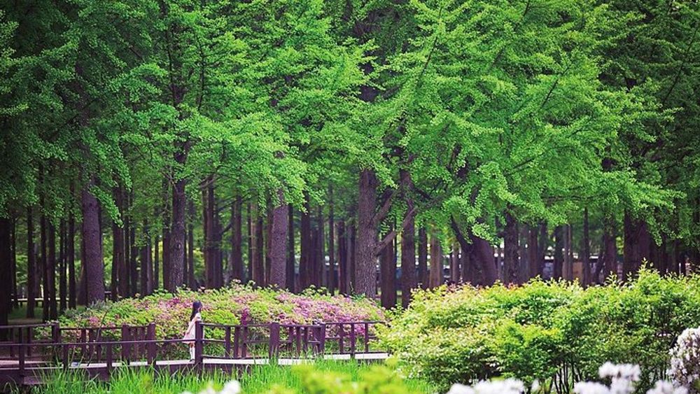 Nami Island and Petite France Full-Day Group Tour from Seoul
