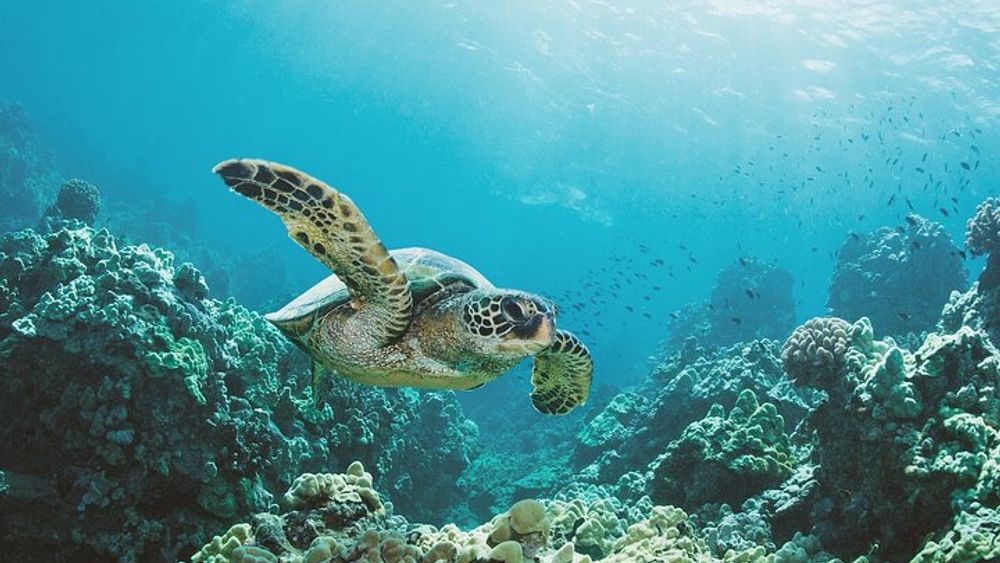 Hawaii Snorkel Adventure in Turtle Canyon