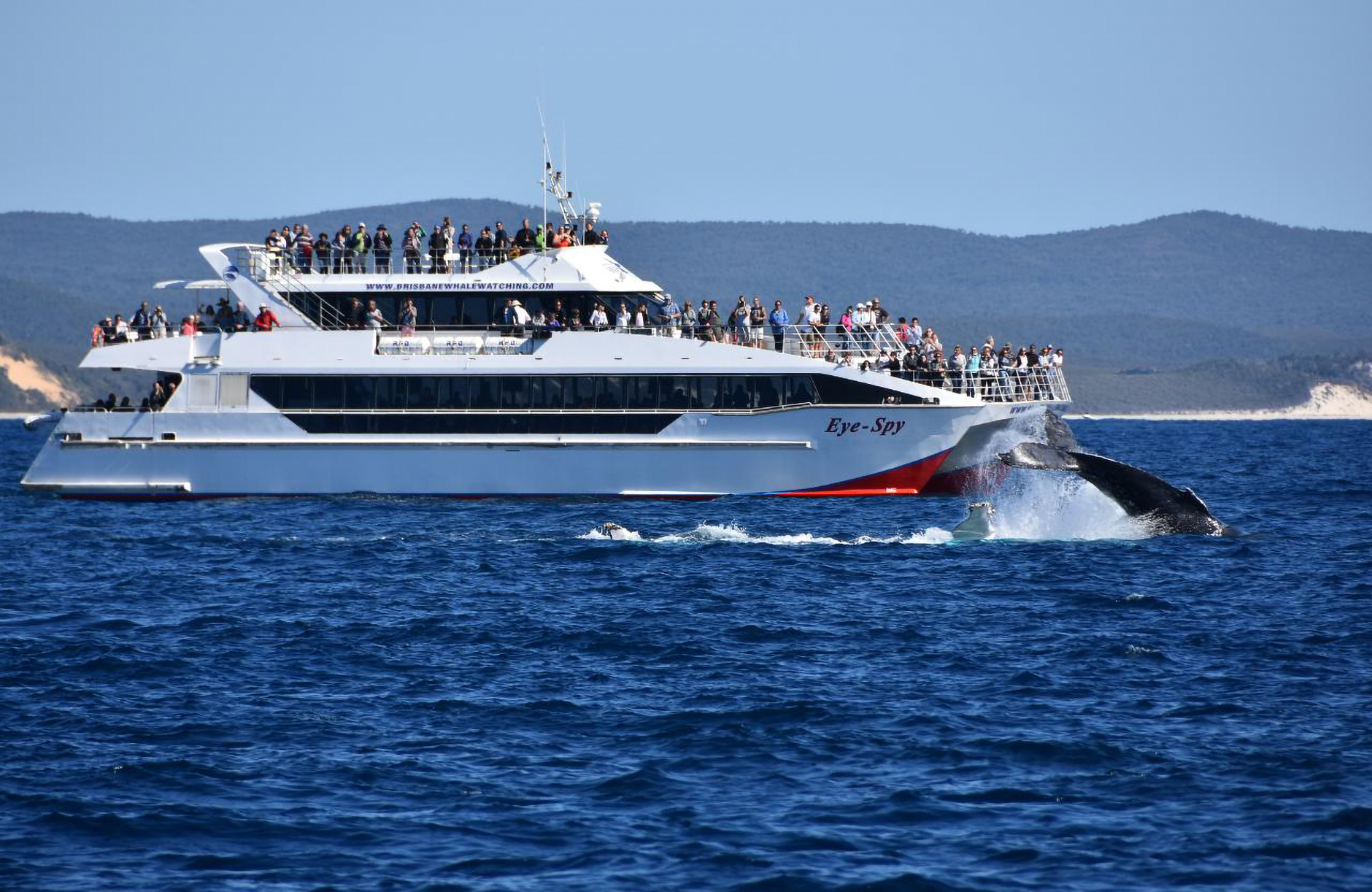 Whale Watching - Direct Redcliffe (No Meal)