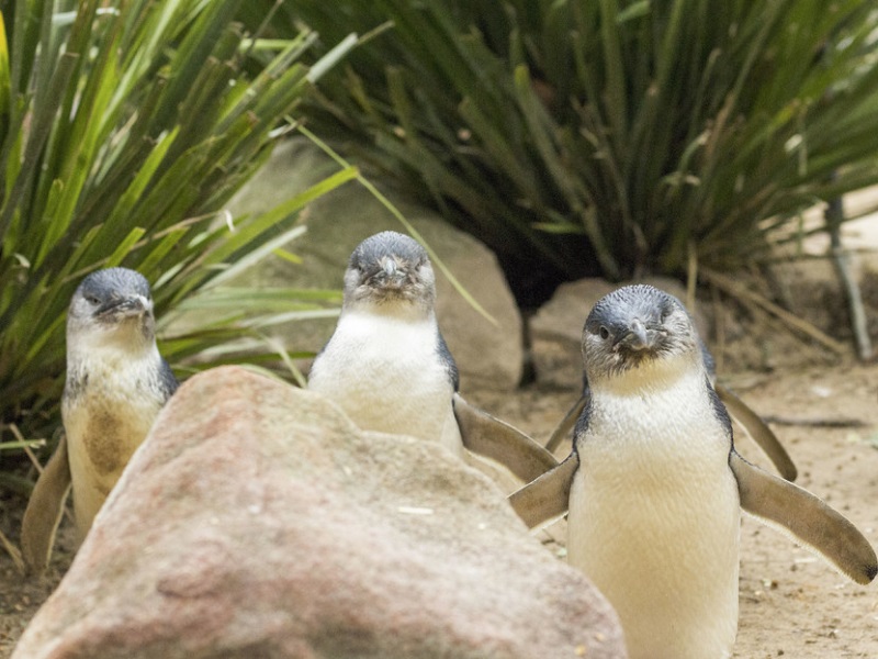 Phillip Island Penguins, Kangaroos & Koalas Tour - 1 Day