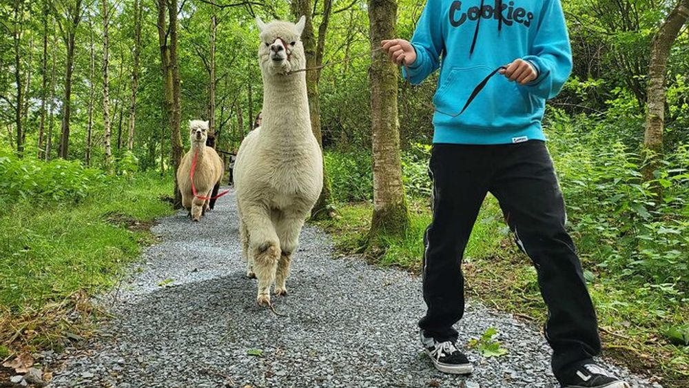 Guided Scenic Alpaca Trekking Experience Northern Ireland