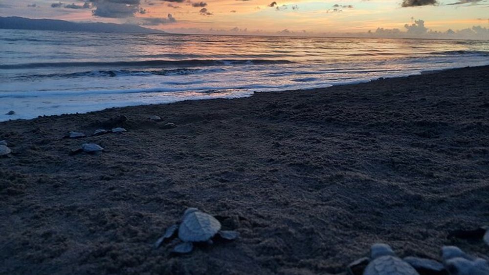 Puerto Vallarta: Help Release Baby Sea Turtles