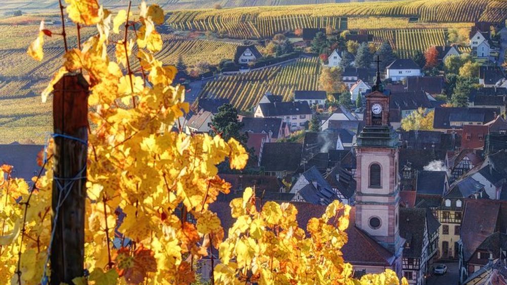 Colmar to Alsace Half-Day Small-Group Wine Tasting Tour