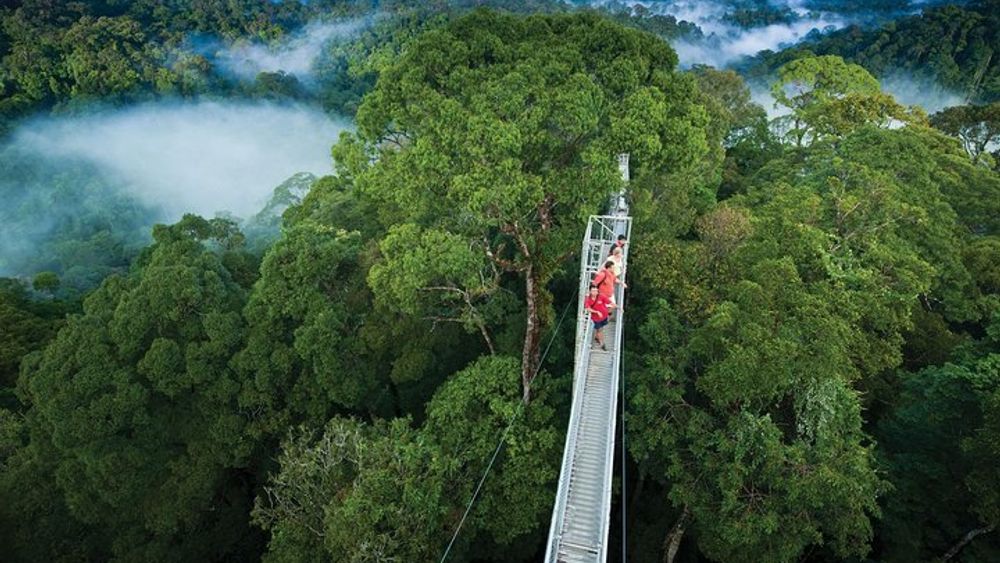 Full Day Trip of Brunei Ulu Temburong National Park including Canopy Walk