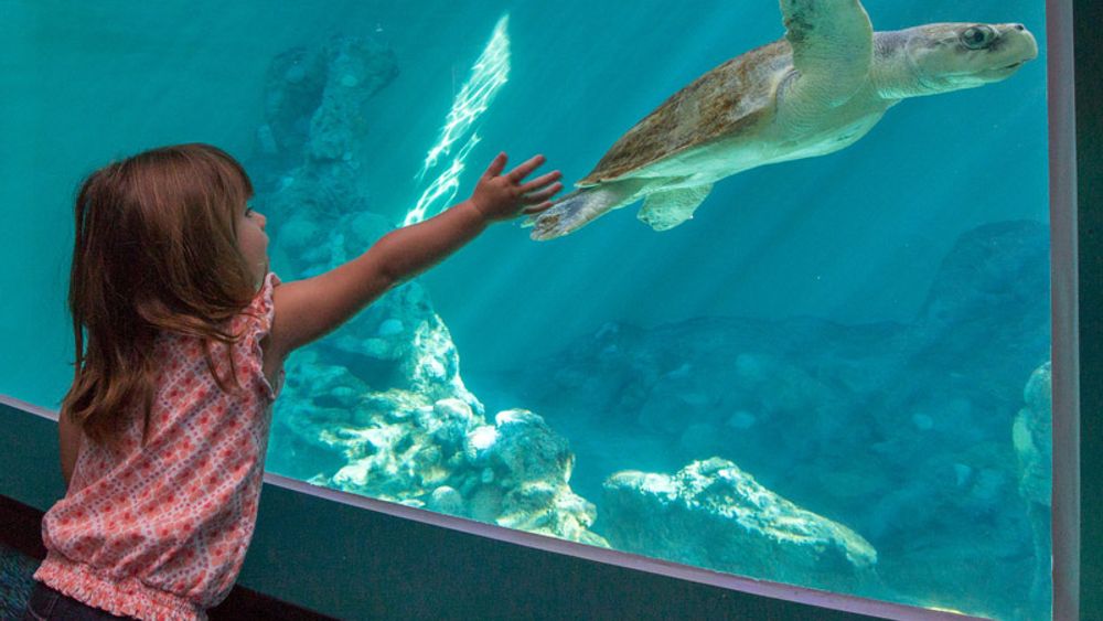 Clearwater Marine Aquarium: General Admission