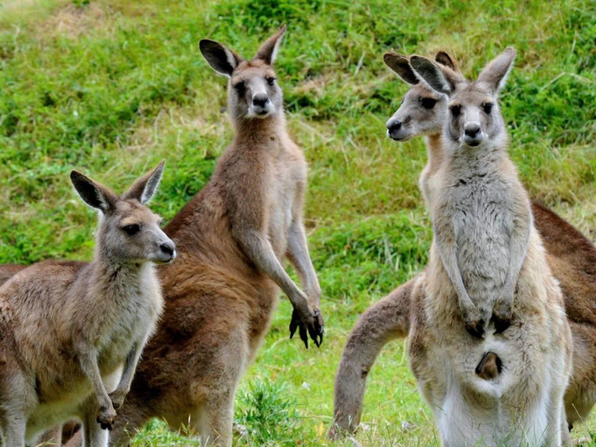 Phillip Island Wildlife and Penguin Parade Full-Day Tour
