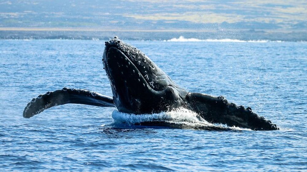 Kona Dolphin- and Whale-Watching Boat Tour