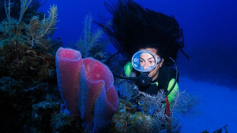 Mahahual Small Group Scuba Diving Adventure