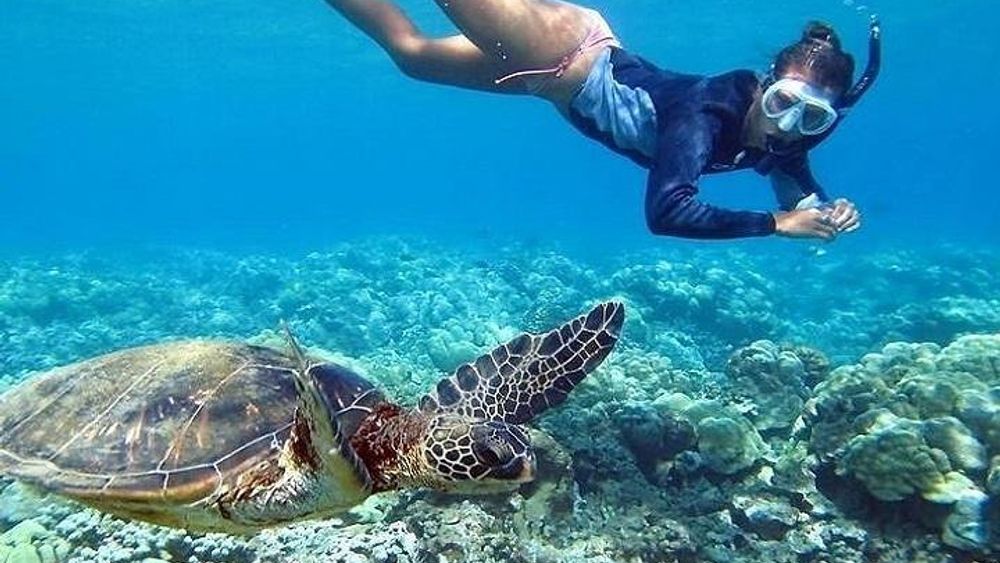 North Shore Circle Island Adventure Including Snorkeling with the Turtles