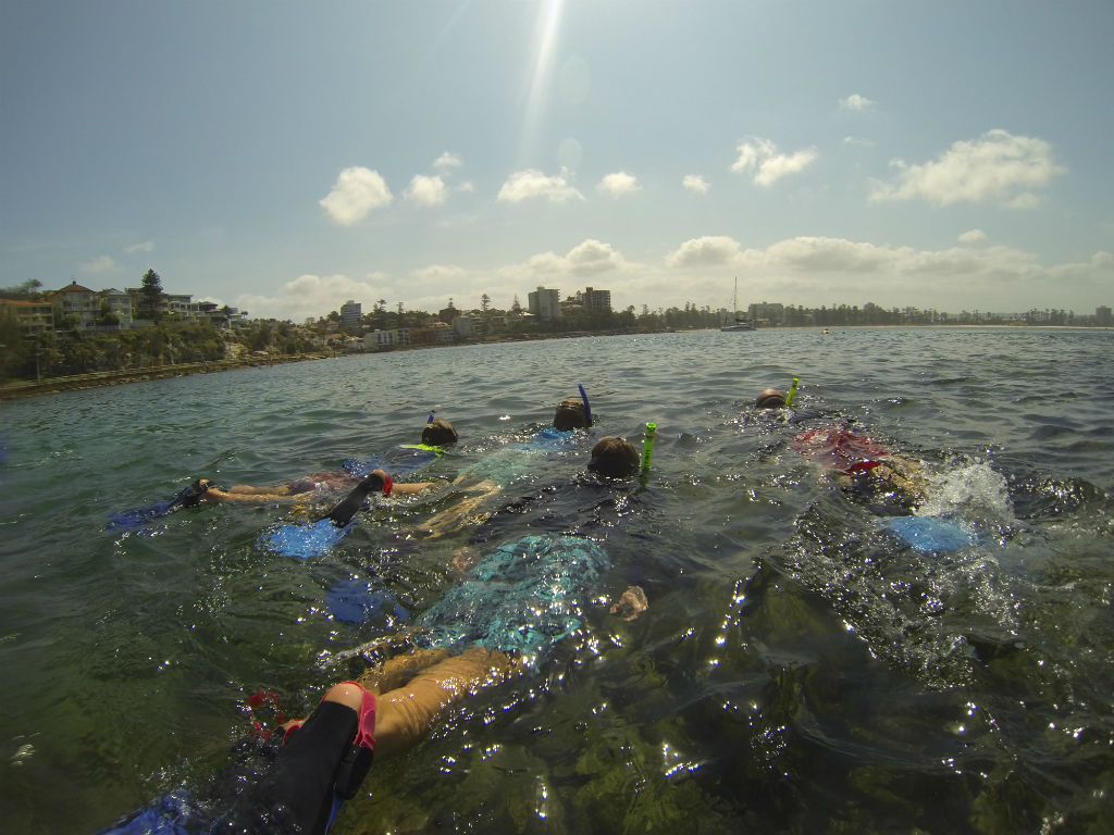 Manly Snorkel Walk and Talk Tour - Group Tour