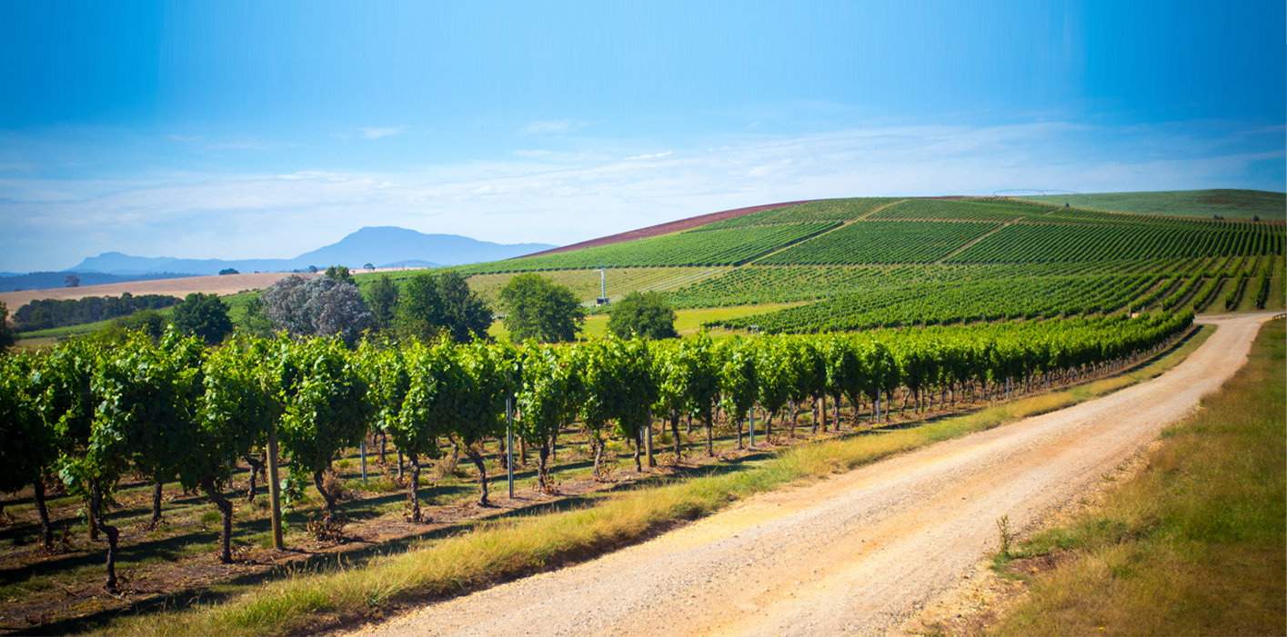 Full Day Tamar Valley Wine Tour