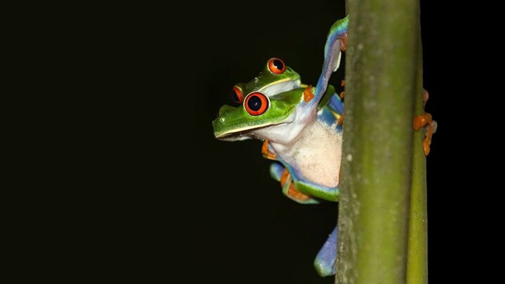Rainforest Night Walking Small Group Tour