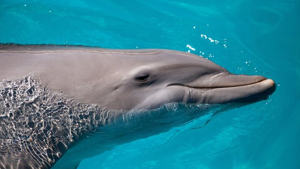 Epic Sandbar Safari With Dolphin Playground Encounter In Key West