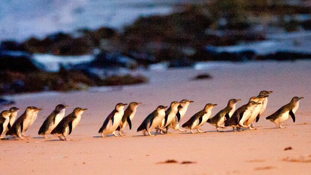 Penguin Parade with Wine Tasting and Feast from Phillip Island
