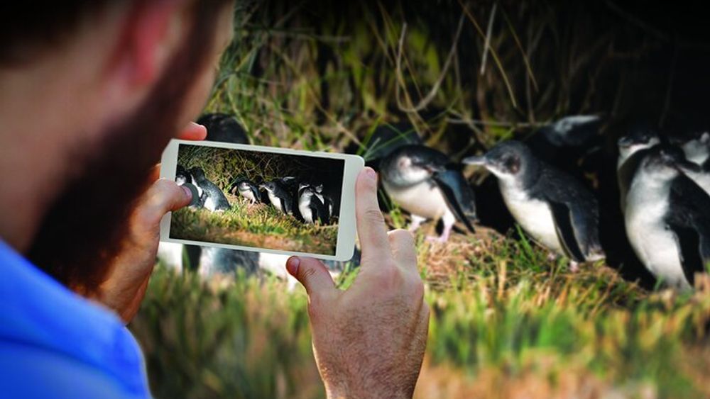 90-Minute Evening Blue Penguin Encounter, Otago Peninsula