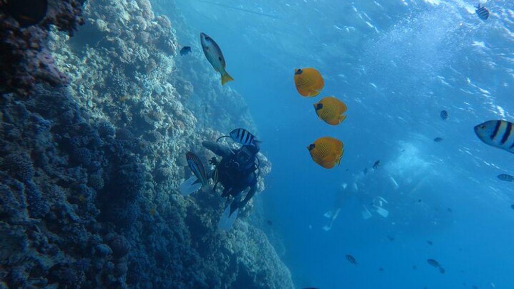 Hurghada Full-Day Scuba Diving with El Mina Wreck