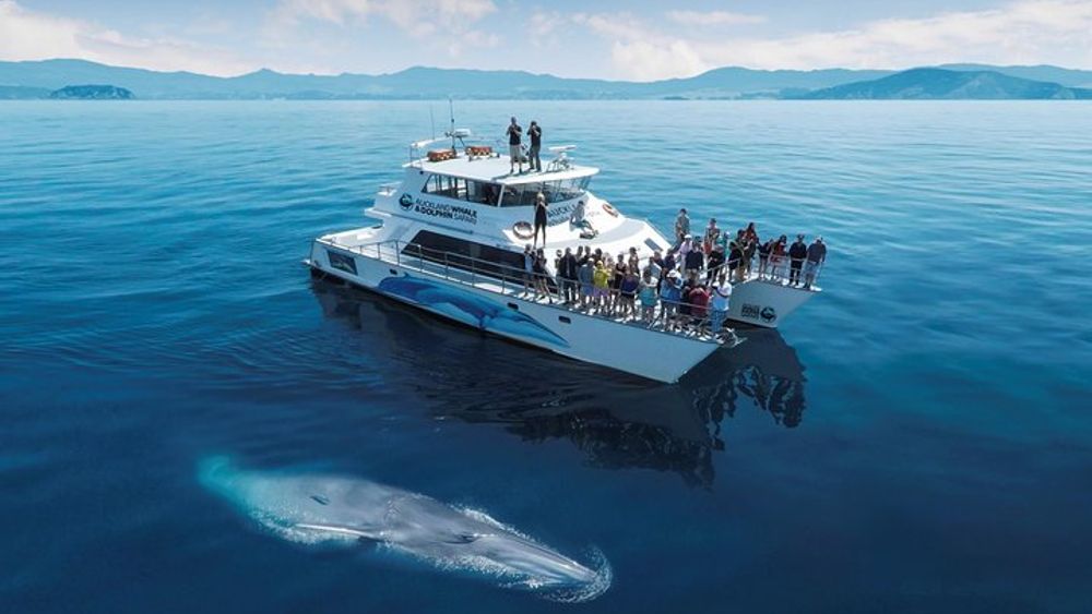 Auckland Dolphin and Whale Watching Eco-Safari Cruise