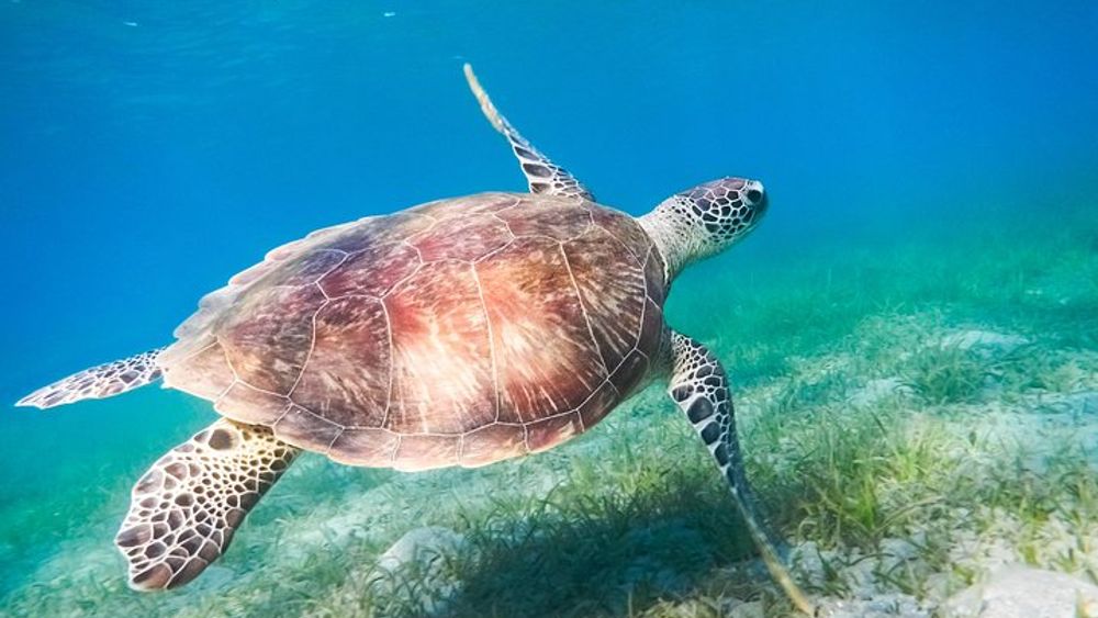 Red Sea Snorkeling from Hurghada